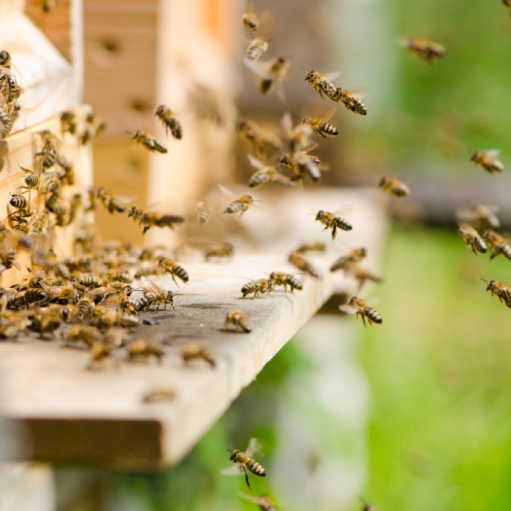 Des balances connectées qui pèsent vos ruches