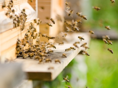 Des balances connectées qui pèsent vos ruches